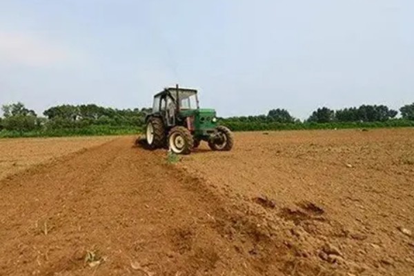 灯心草怎么种植,分为种子繁殖和分蔸繁殖