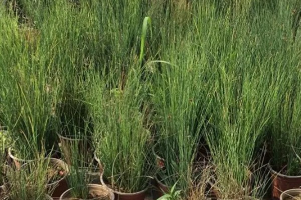 灯心草怎么种植,分为种子繁殖和分蔸繁殖