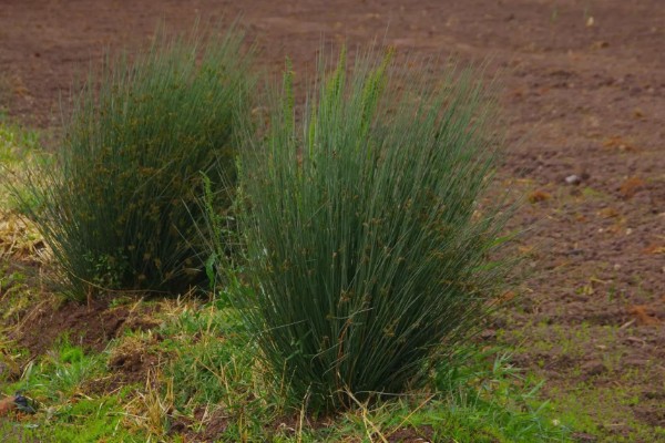 灯心草怎么种植,分为种子繁殖和分蔸繁殖