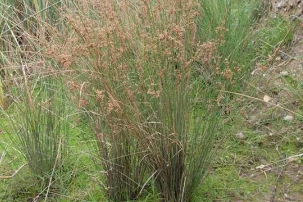 灯心草怎么种植,分为种子繁殖和分蔸繁殖