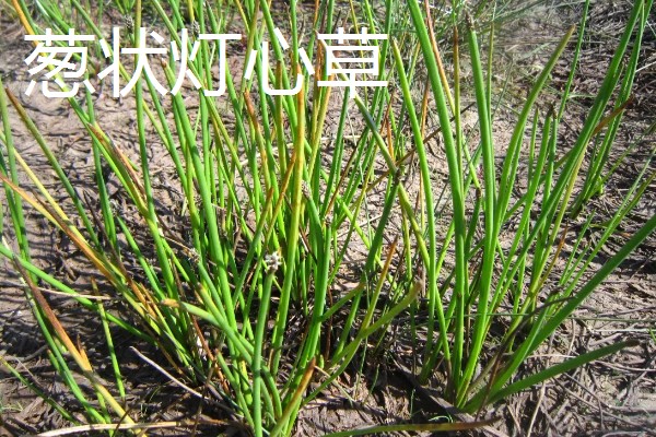 灯心草怎么种植,分为种子繁殖和分蔸繁殖