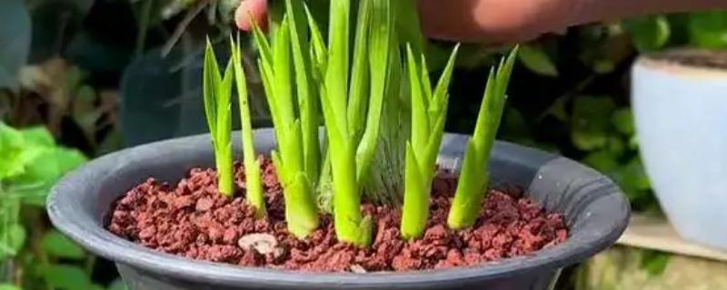 兰花新芽腐烂如何处理，需加强通风并合理施肥