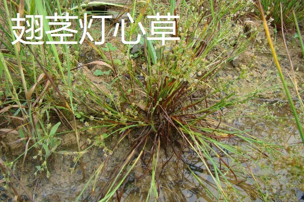 灯心草怎么种植,分为种子繁殖和分蔸繁殖