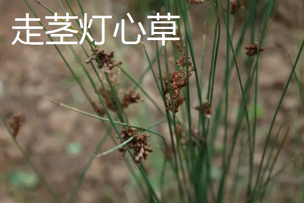 灯心草怎么种植,分为种子繁殖和分蔸繁殖