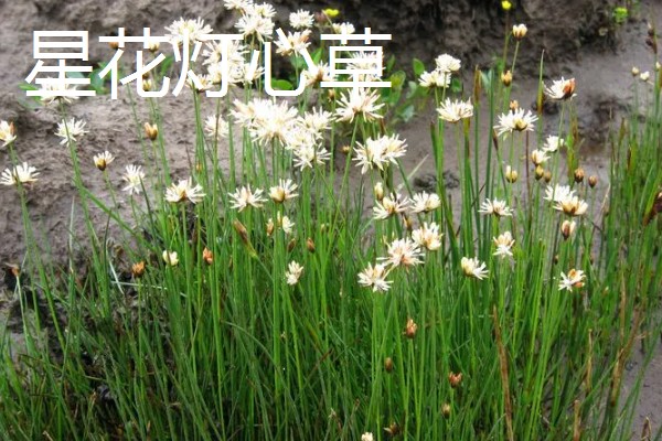 灯心草怎么种植,分为种子繁殖和分蔸繁殖