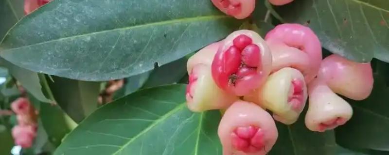 洋蒲桃的简介,属于桃金娘科、蒲桃属常绿乔木