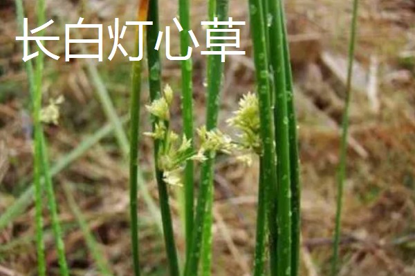 灯心草怎么种植,分为种子繁殖和分蔸繁殖