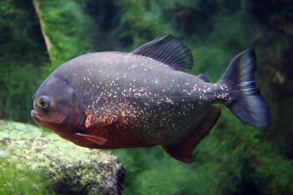 怎么养水虎鱼,选择中性的软水饲养为佳