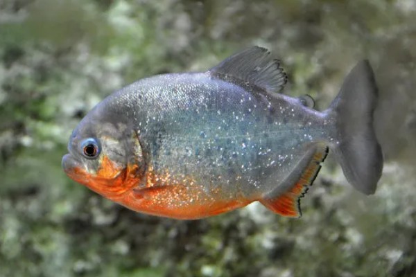 怎么养水虎鱼,选择中性的软水饲养为佳