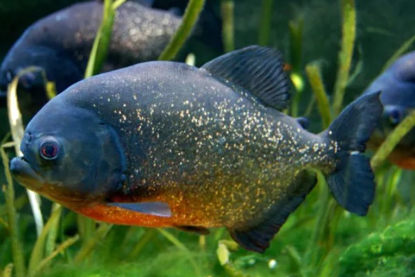 怎么养水虎鱼,选择中性的软水饲养为佳