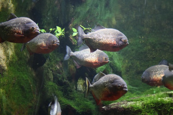 怎么养水虎鱼,选择中性的软水饲养为佳