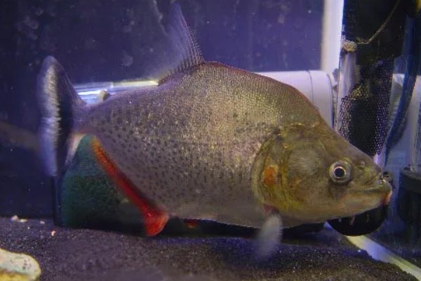 怎么养水虎鱼,选择中性的软水饲养为佳