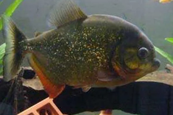 怎么养水虎鱼,选择中性的软水饲养为佳