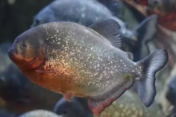 怎么养水虎鱼,选择中性的软水饲养为佳