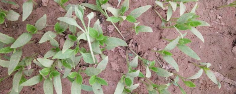 辣椒猝倒病的原因,土壤湿度大所致