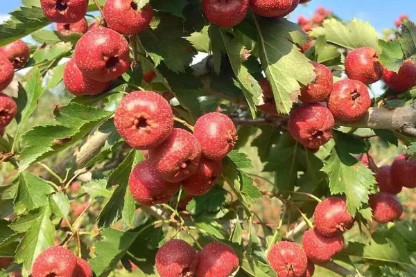 山楂在几月成熟,在10月份成熟