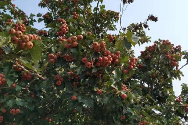 山楂在几月成熟,在10月份成熟