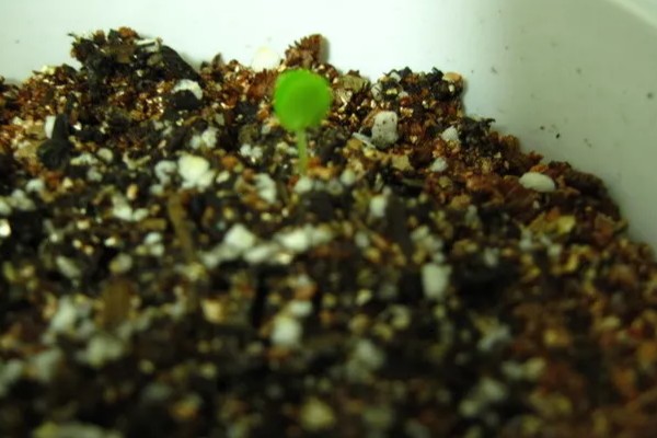 含羞草种子几天可以发芽,7-10天发芽