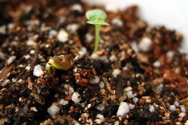 含羞草种子几天可以发芽,7-10天发芽