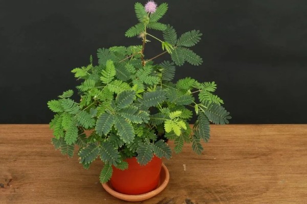 含羞草种子几天可以发芽,7-10天发芽