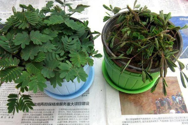 含羞草种子几天可以发芽,7-10天发芽