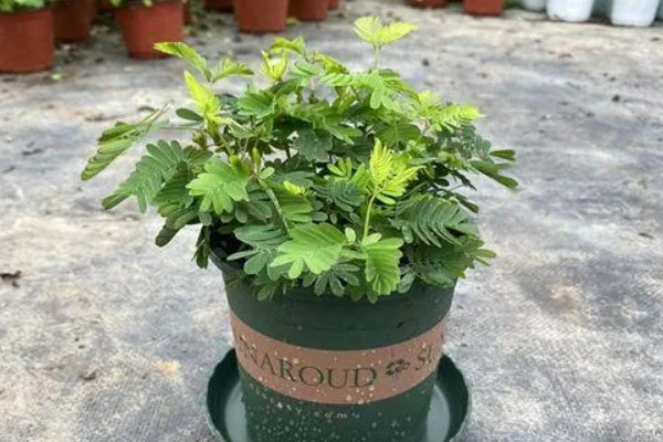 含羞草种子几天可以发芽,7-10天发芽