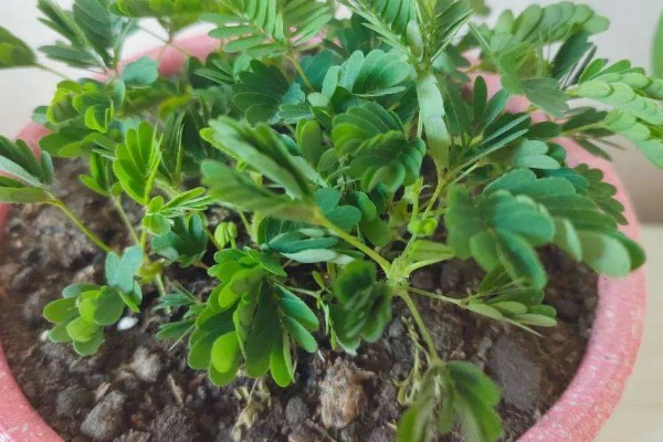 含羞草种子几天可以发芽,7-10天发芽