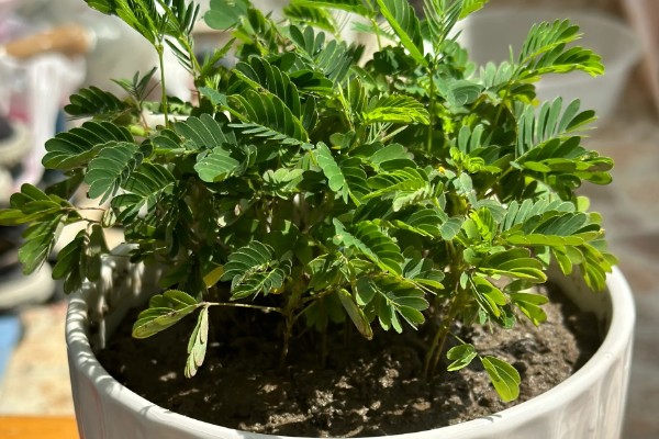 含羞草种子几天可以发芽,7-10天发芽