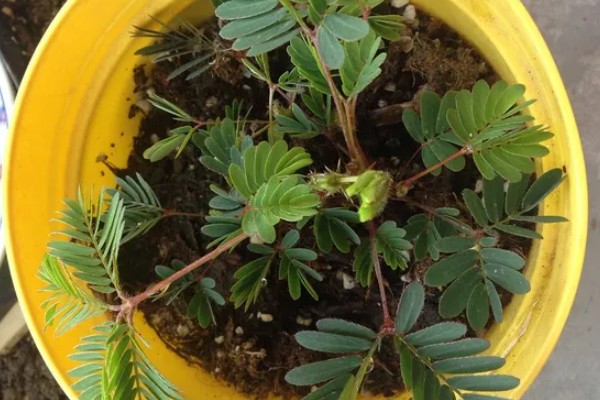 含羞草种子几天可以发芽,7-10天发芽