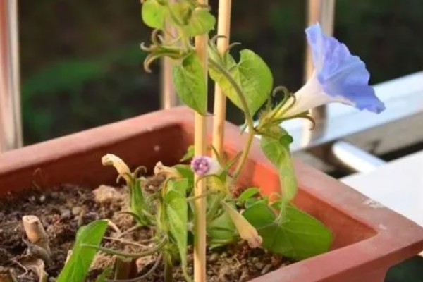 在北方牵牛花能过冬吗，北方冬天的室外不能安全过冬