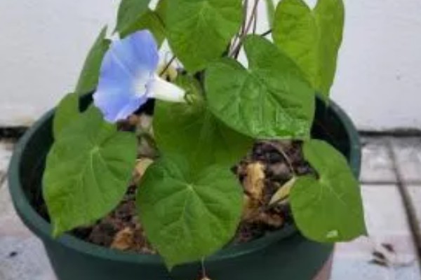 在北方牵牛花能过冬吗，北方冬天的室外不能安全过冬