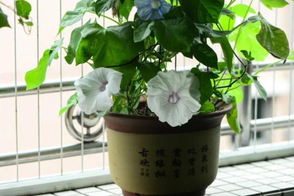 在北方牵牛花能过冬吗，北方冬天的室外不能安全过冬