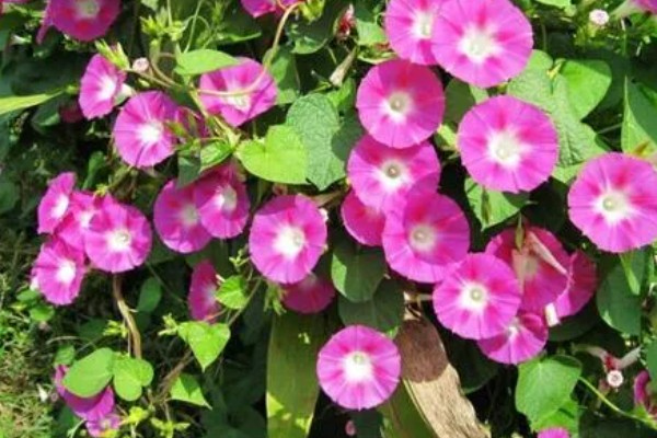 在北方牵牛花能过冬吗，北方冬天的室外不能安全过冬