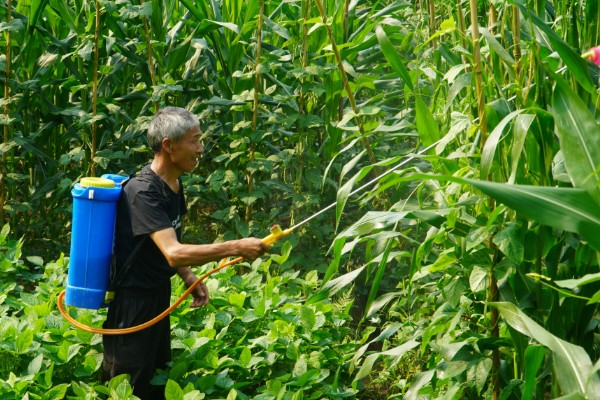 烟嘧莠去津杀什么草，防除一年生禾本科杂草及阔叶杂草