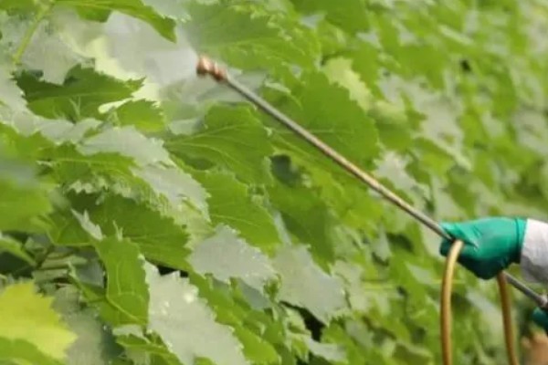 烟嘧莠去津杀什么草，防除一年生禾本科杂草及阔叶杂草