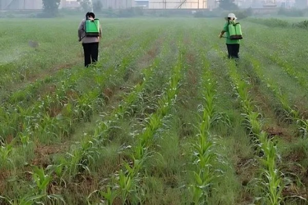烟嘧莠去津杀什么草，防除一年生禾本科杂草及阔叶杂草