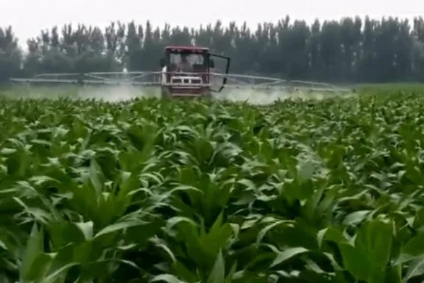 烟嘧莠去津杀什么草，防除一年生禾本科杂草及阔叶杂草