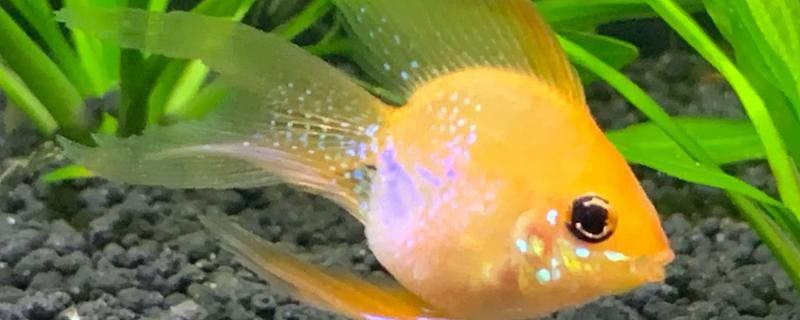 金波子配对后会怎样,配对成功后就会进行繁殖