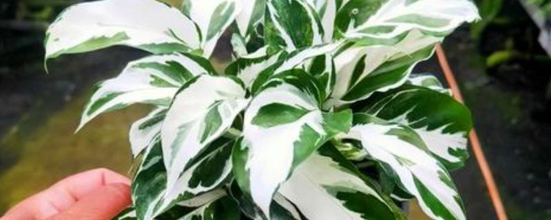 白竹芋的养殖方法,把温度保持在20℃左右