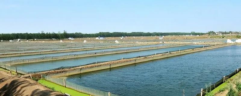 有哪些水产养殖的有害细菌，包含弧菌、链球菌等