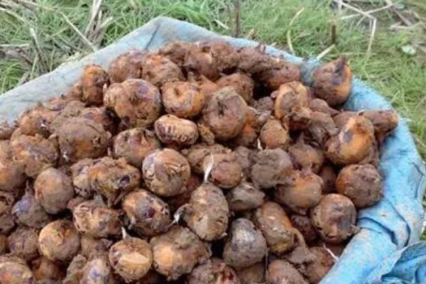 马蹄果一般几年结果，种植当年就能结果