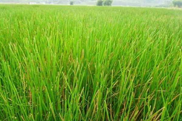 马蹄果一般几年结果，种植当年就能结果