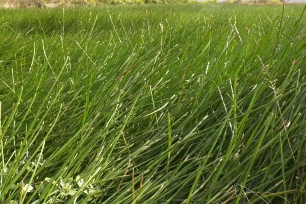 马蹄果一般几年结果，种植当年就能结果