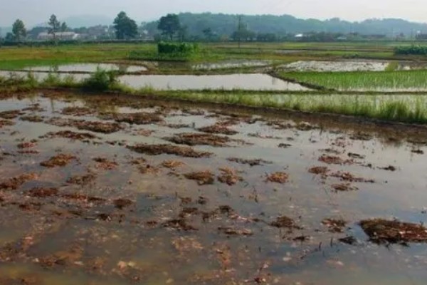 马蹄果一般几年结果，种植当年就能结果