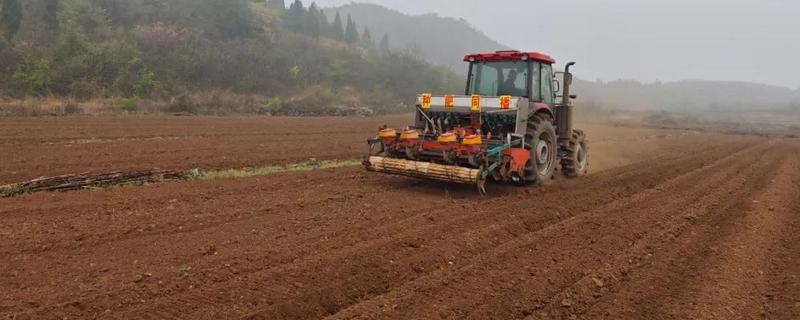 玉米种上后几天可以浇水,播种当天即可浇水