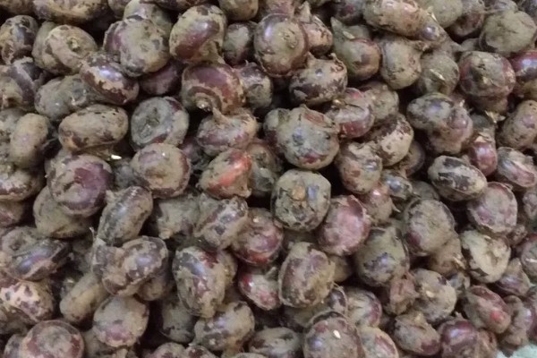 马蹄果一般几年结果，种植当年就能结果