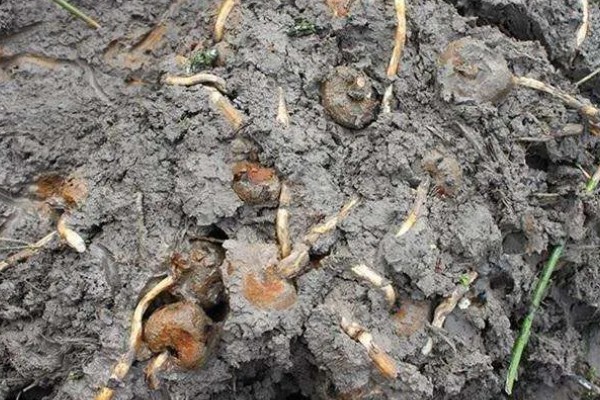 马蹄果一般几年结果，种植当年就能结果