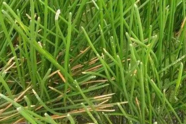 马蹄果一般几年结果，种植当年就能结果