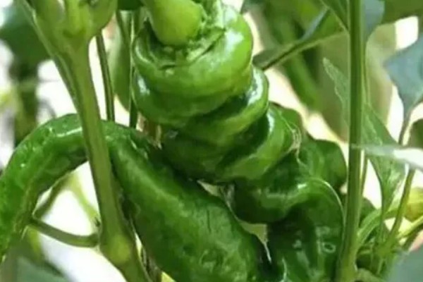 辣椒畸形果的症状,横剖可见果实里种子非常少或无