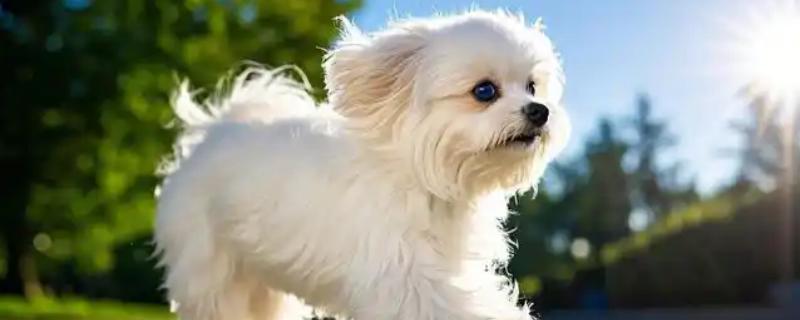 饲养马尔济斯犬需注意什么，平时要经常护理毛发